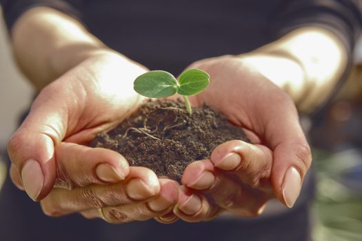 Woman agronomist is holding handful of soil with small green seedling for spring planting. Concept of nature and agriculture. Sunny day, close up