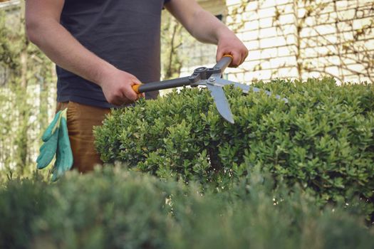 Guy with bare hands is trimming a green shrub using sharp hedge shears in his garden. Gloves in pocket. Worker is clipping hedge in summer sunny day. Professional pruning tool. Close up