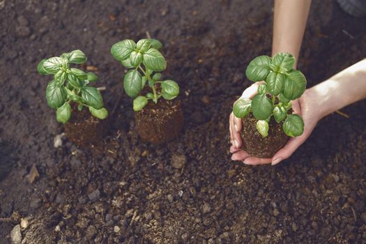 Hands of unknown female are holding young green basil plant sprouting from soil and compost. Ready for planting. Organic eco seedling. Gardening concept. Sunlight, ground. Close-up, top view