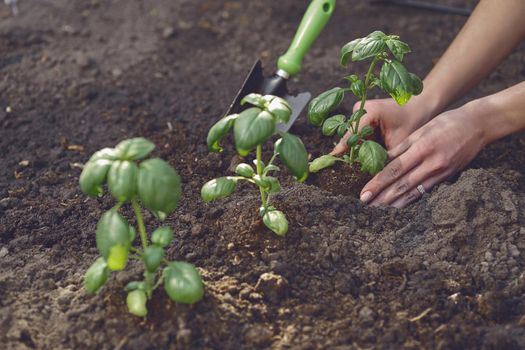 Hands of unknown lady gardener are planting young green basil sprouts or plants in fertilized black soil. Organic eco gardening. Sunlight, ground, small garden shovel. Close-up