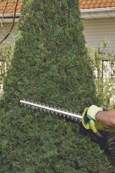 Hands of unknown man in colorful gloves are trimming the overgrown green thuja with electric hedge trimmer on backyard of his country house. Worker landscaping garden. Modern pruning tool. Close up