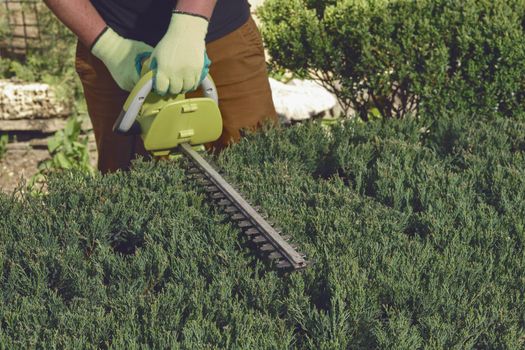 Hands of unknown gardener in colorful gloves are trimming the overgrown green shrub with electric hedge trimmer on sunny backyard. Unknown worker clipping hedge. Modern pruning tool. Close up