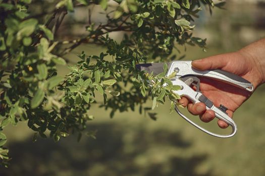 Bare hand of unknown human is clipping green twig of a tree with sharp pruning shears in sunny garden. Worker is landscaping backyard. Professional pruning tool. Close up