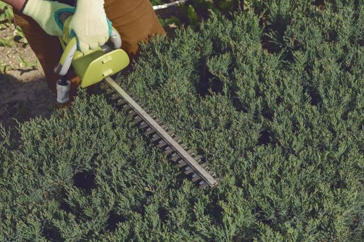 Hands of unknown gardener in colorful gloves are trimming the overgrown green shrub with electric hedge trimmer on sunny backyard. Unknown worker clipping hedge. Modern pruning tool. Close up