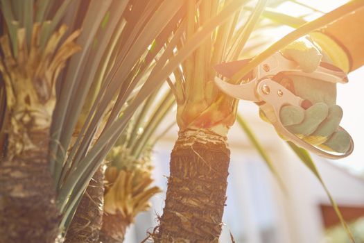 Hand of unknown gardener in colorful glove is trimming green yucca or small palm tree with pruning shears on sunny backyard. Worker landscaping garden. Professional pruning tool. Close up