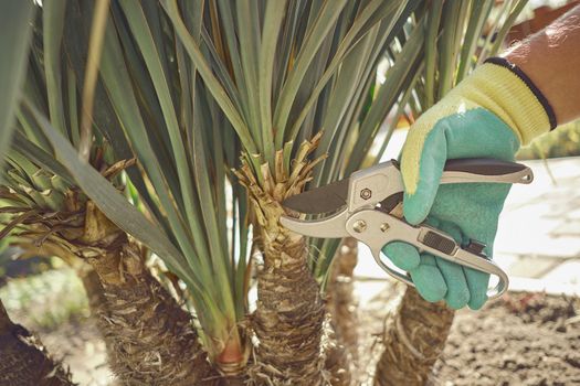 Hand of unrecognizable grower in colorful glove is clipping green yucca or small palm tree with pruning shears in sunny park. Worker landscaping garden. Professional pruning tool. Close up