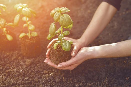 Hands of unrecognizable girl are holding young green basil sprout or plant in soil. Ready for planting. Organic eco seedling. Gardening concept. Sunlight, ground. Close-up