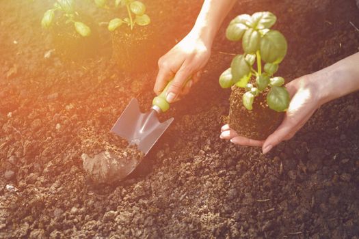 Hand of unrecognizable woman is using small garden shovel and holding young green basil sprout or plant in soil. Ready for planting. Organic eco seedling. Gardening concept. Sunlight, ground. Close-up