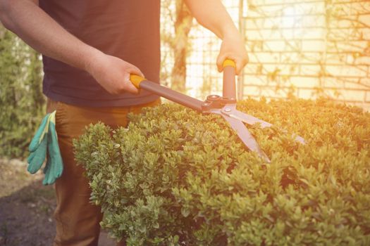 Male in casual clothes is trimming a green bush using hedge shears on his backyard. Gloves in pocket. Worker landscaping garden, clipping hedge in spring. Modern pruning tool. Sunny day. Close up