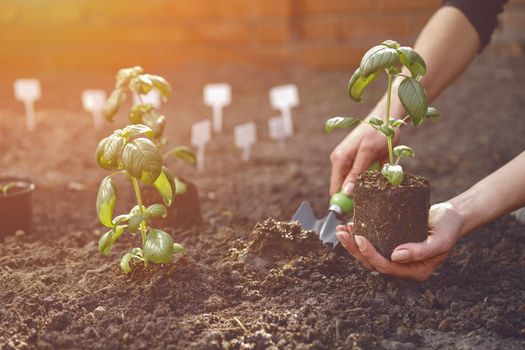 Hand of unknown gardener is using small garden shovel and holding young green basil seedling or plant in soil. Ready for planting. Organic eco gardening concept. Sunlight, ground. Close-up