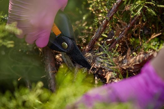 Hands of grower in purple gloves are trimming a twigs of overgrown green shrub using pruning shears on sunny backyard. Worker landscaping garden. Unknown gardener is clipping hedge in spring. Close up