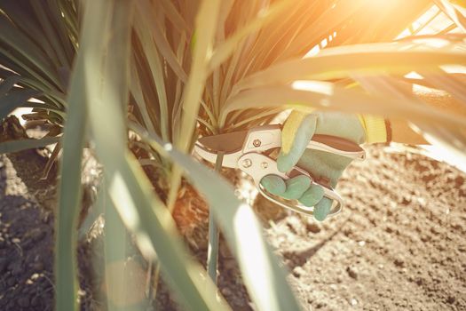 Hand of unknown human in colorful glove is cutting green yucca or small palm tree with pruning shears on sunny garden. Worker is landscaping backyard. Professional pruning tool. Close up