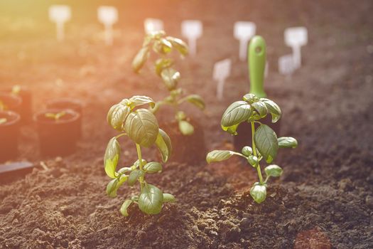 Just planted young green basil sprouts in soil and compost. Organic eco seedling. Gardening concept. Sunlight, ground, small garden shovel. Close up