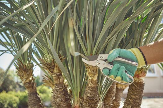 Hand of unrecognizable person in colorful glove is trimming green yucca or small palm tree with pruning shears on sunny courtyard. Worker landscaping garden. Modern pruning tool. Close up