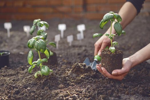 Hand of unknown gardener is using small garden shovel and holding young green basil seedling or plant in soil. Ready for planting. Organic eco gardening concept. Sunlight, ground. Close-up