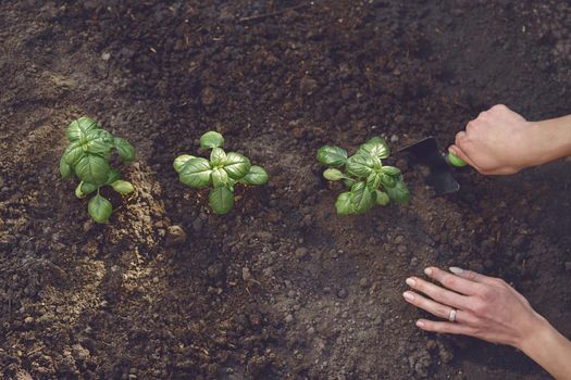 Hands of unrecognizable woman agronomist are digging by small garden shovel, planting green basil sprouts or plants in fertilized black ground. Organic eco gardening. Sunny day. Close-up, top view