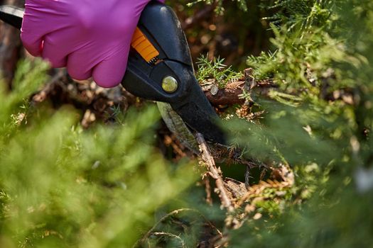 Hands of worker in pink gloves are trimming a twig of overgrown green shrub using pruning shears on sunny backyard. People landscaping garden. Unknown gardener is clipping hedge in spring. Close up