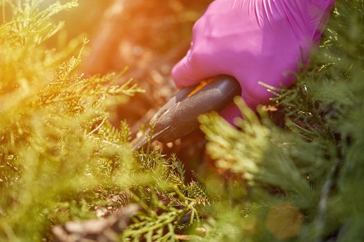 Hands of gardener in purple gloves are trimming the overgrown green shrub with pruning shears on sunny backyard. Worker landscaping garden. Unknown gardener is clipping hedge in spring. Close up