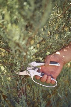 Bare hand of unrecognizable grower is clipping green thuja or juniper with sharp pruning shears in sunny park. Worker landscaping garden. Professional pruning tool. Close up