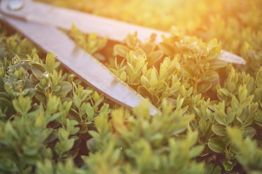 Sharp hedge shears are on an overgrown green bush, on backyard. Landscaping garden, clipping hedge in summer. Modern pruning tool. Sunny day. Close up