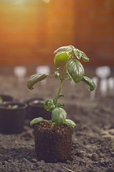 Young green basil plant sprouting from soil and compost, ready for planting. Organic eco seedling. Gardening concept. Sunlight, ground. Close up