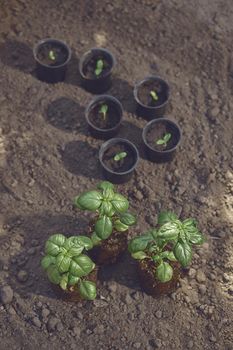 Young green basil plants, small in pots and bigger ones, sprouting from soil and compost. Ready for planting. Organic eco seedling. Gardening concept. Sunlight, ground. Top view