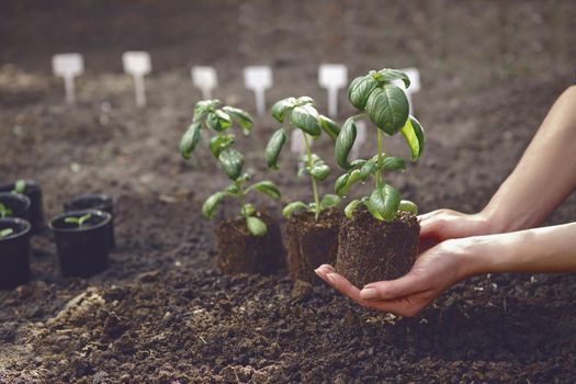 Unknown woman is holding young green basil plant sprouting from soil and compost. Ready for planting. Organic eco seedling. Gardening concept. Sunlight, ground. Close-up