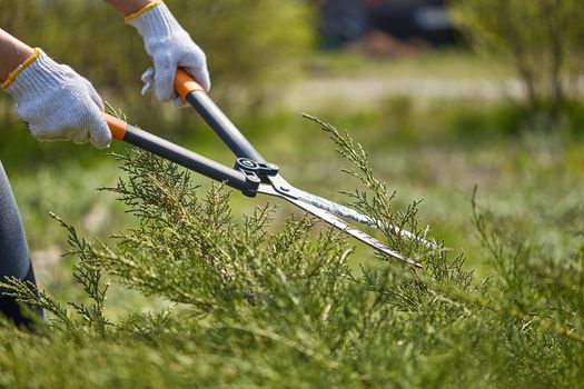 Hands of gardener in white gloves are trimming the overgrown green shrub using hedge shears on sunny backyard. Worker landscaping garden. Unknown gardener is clipping hedge in spring. Close up