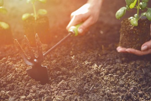 Hand of unknown lady is using hoe and holding young green basil sprout or plant in soil. Ready for planting. Organic eco seedling. Gardening concept. Sunlight, ground. Close-up