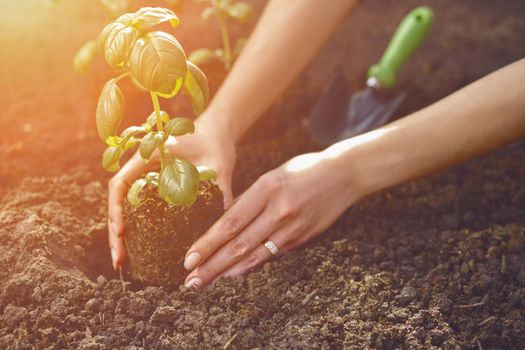 Hands of unknown female are planting young green basil sprout or plant in soil. Organic eco seedling. Gardening concept. Sunlight, ground, small garden shovel. Close-up