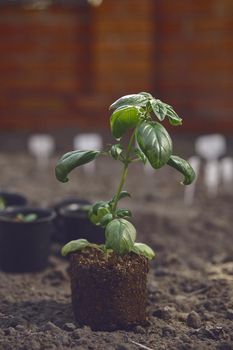 Young green basil plant sprouting from soil and compost, ready for planting. Organic eco seedling. Gardening concept. Sunlight, ground. Close up