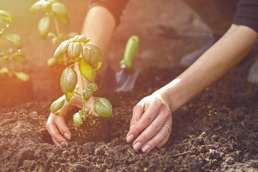 Hands of unrecognizable girl are planting young green basil seedling or plant in ground. Organic eco gardening. Sunlight, soil, small garden shovel. Close-up