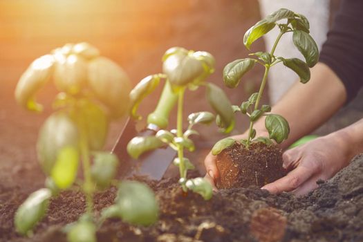 Hands of unrecognizable girl are planting young green basil seedlings or plants in fertilized ground. Organic eco gardening. Sunlight, soil, small garden shovel. Close-up