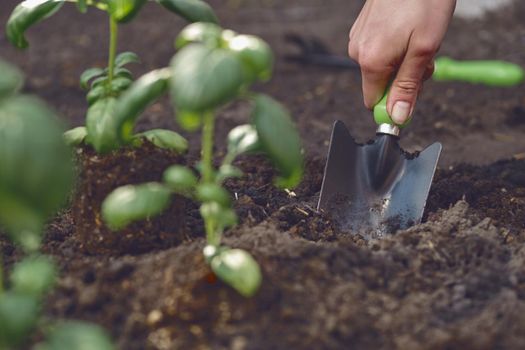 Hand of unrecognizable female is digging by small garden shovel near planted young green basil seedlings in soil. Organic eco gardening concept. Sunlight, ground. Close-up