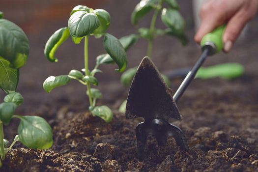 Hand of unrecognizable girl agronomist is loosening ground by small garden hoe, planting green basil seedlings in fertilized black soil. Organic eco gardening. Sunny day. Close-up