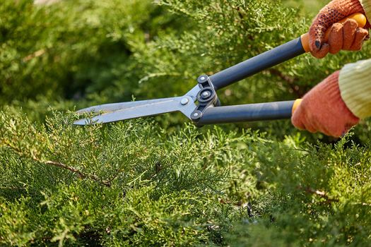 Hands of gardener in orange gloves are trimming the overgrown green shrub using hedge shears on sunny backyard. Worker landscaping garden. Unknown gardener is clipping hedge in spring. Close up