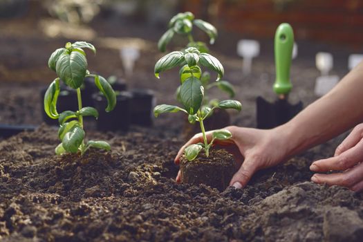 Hands of unknown woman are planting young green basil sprout or plant in black ground. Organic eco gardening. Sunlight, soil, small garden shovel. Close-up