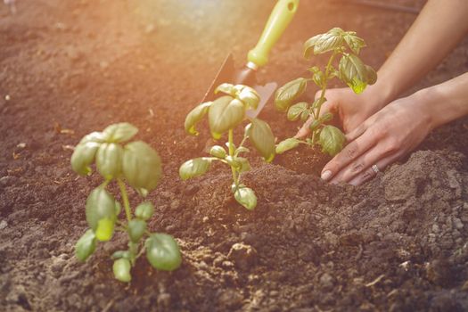 Hands of unknown lady gardener are planting young green basil sprouts or plants in fertilized black soil. Organic eco gardening. Sunlight, ground, small garden shovel. Close-up