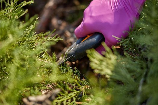 Hands of gardener in purple gloves are trimming the overgrown green shrub with pruning shears on sunny backyard. Worker landscaping garden. Unknown gardener is clipping hedge in spring. Close up