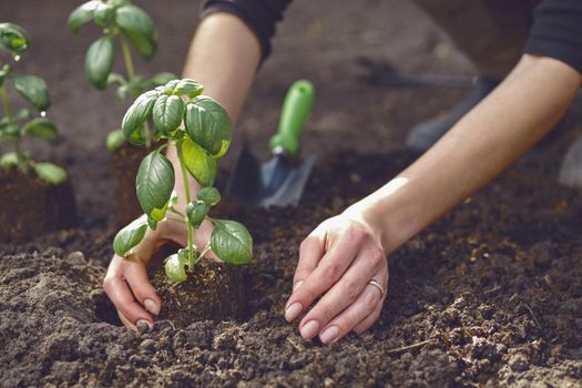 Hands of unrecognizable girl are planting young green basil seedling or plant in ground. Organic eco gardening. Sunlight, soil, small garden shovel. Close-up