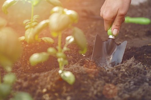 Hand of unrecognizable female is digging by small garden shovel near planted young green basil seedlings in soil. Organic eco gardening concept. Sunlight, ground. Close-up