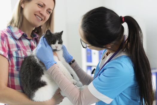 Portrait of woman owner hold cat on hands and veterinarian woman play with animal. Checkup of cats health in vet. Veterinary medicine, care, love concept