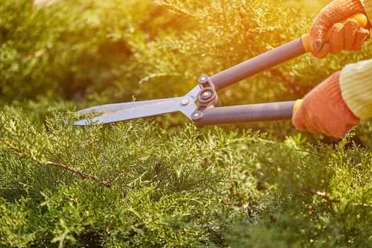 Hands of gardener in orange gloves are trimming the overgrown green shrub using hedge shears on sunny backyard. Worker landscaping garden. Unknown gardener is clipping hedge in spring. Close up