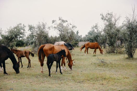 herd of horses graze on the farm. High quality photo