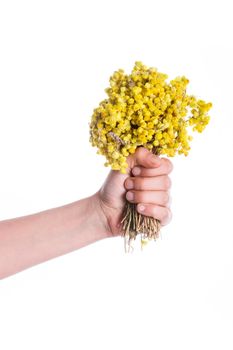 Child holding a bunch of dry yellow flowers in hand