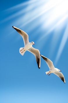 Pair of seagulls flying in the sky background