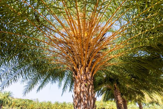Date palm trees plantation with clear sky.