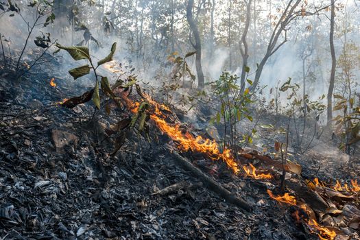 Forest after a fire . Trees that are severely damaged by fire