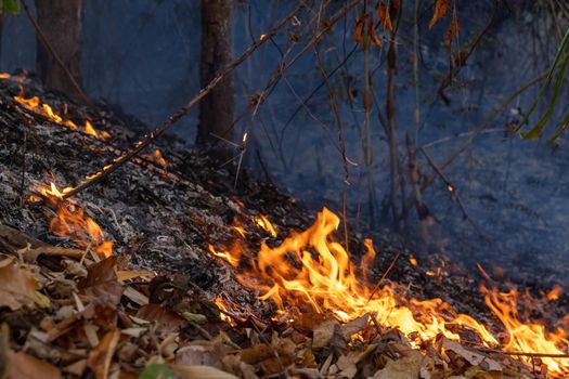 Forest fire disaster is burning caused by human