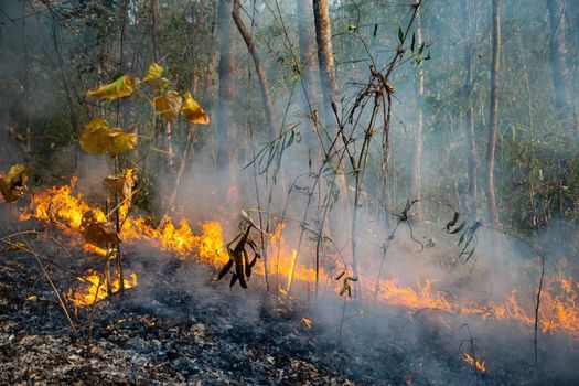 Forest fire disaster is burning caused by human